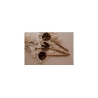 Coco salad spoon and fork Set (Set of 3)