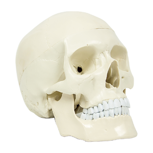 Life Size Anatomical Deluxe Human Skull Model Medical Skeleton Anatomy Replica