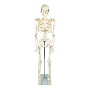 Anatomical 85cm Tall Human Skeleton with Stand Model - Medical Anatomy