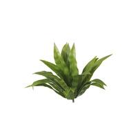Aloe Vera Stem UV
