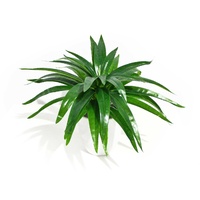 Aloe Vera Stem 30cm