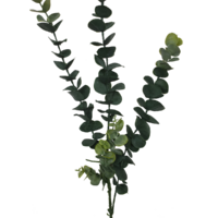 5 Pack - Long Eucalyptus Stem 77 cm