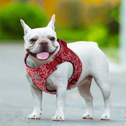 Floral Doggy Harness