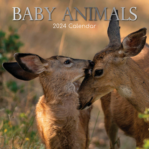 Baby Animals - 2024 Square Wall Calendar Pets Animals 16 Months Premium Planner