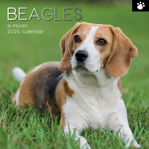 Beagles - 2024 Square Wall Calendar Pets Dog 16 Months Premium Planner New Year