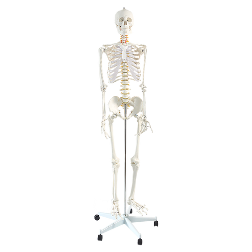 Human Skeleton Anatomical Model 180cm