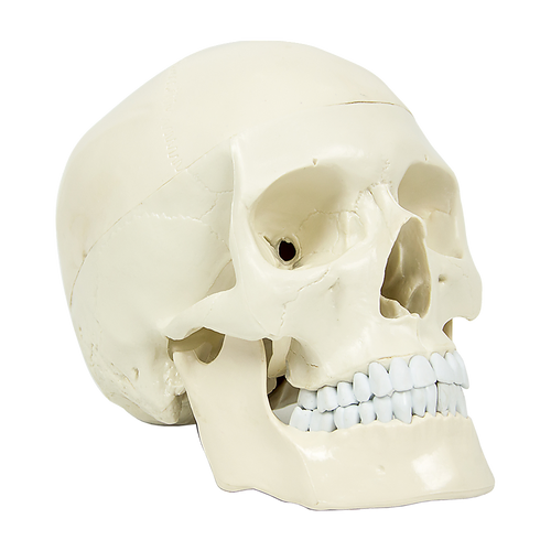 Life Size Anatomical Deluxe Human Skull Model Medical Skeleton Anatomy Replica